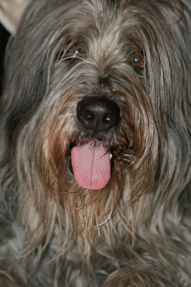 Unsere Fini Schafpudel in Bayern